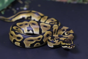 ORANGE DREAM CARNIVORE MACHO  ID  :  199