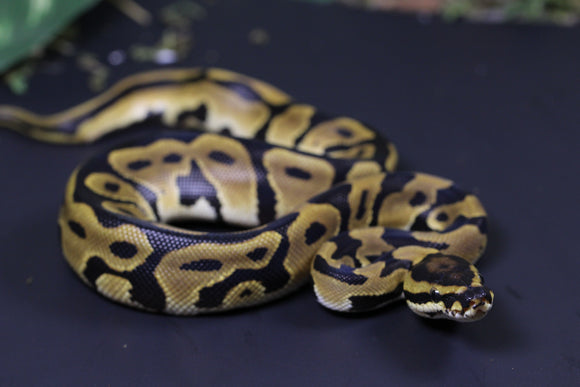 ORANGE DREAM CARNIVORE MACHO  ID  :  199