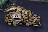 ORANGE DREAM CARNIVORE MACHO  ID  :  199