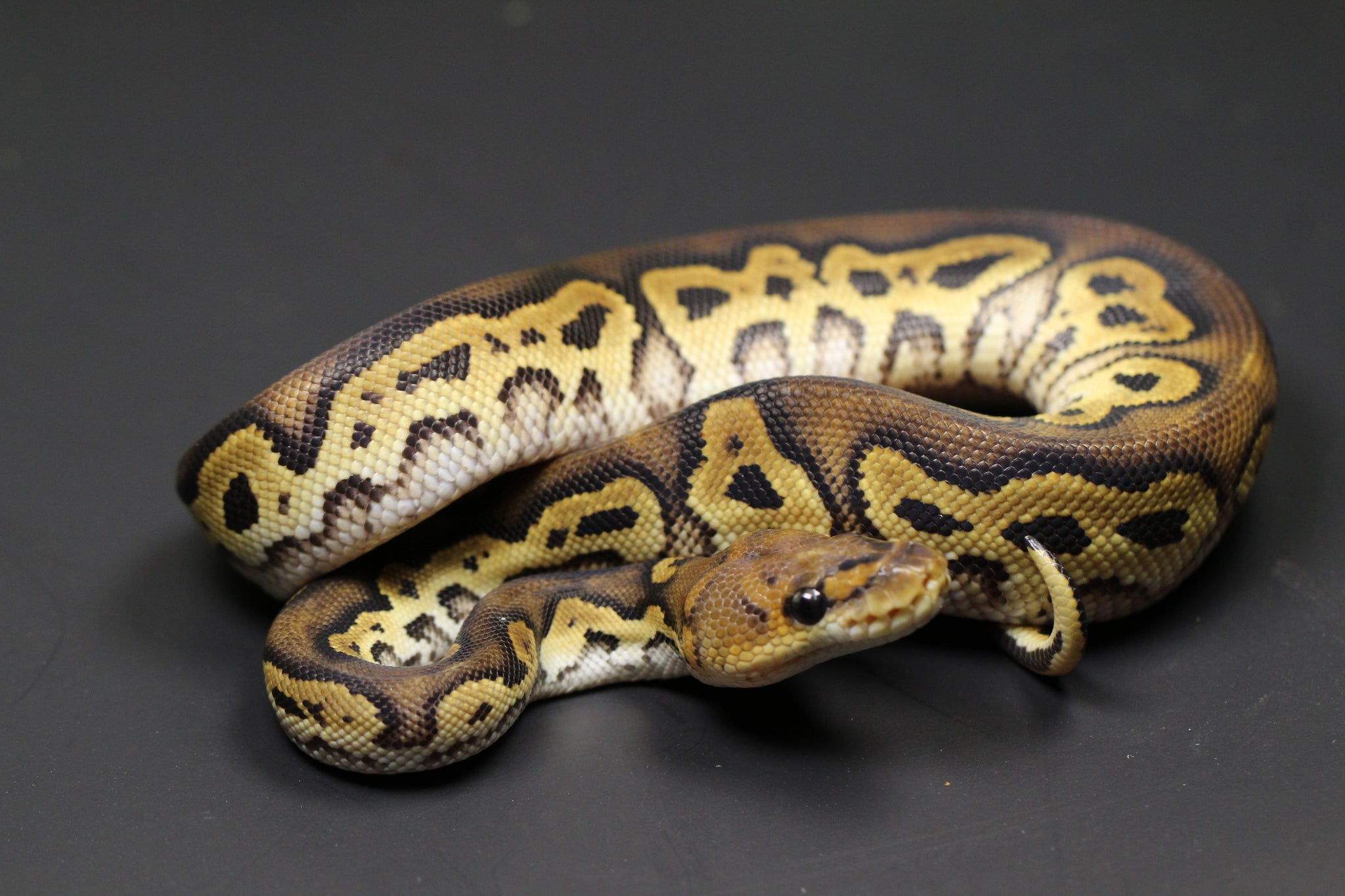 Python Bola Pastel Menor Morph List World Of Ball Pythons