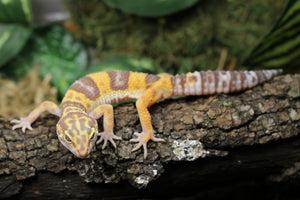 SUPER GIANT TREMPER MACHO ID : 15-9