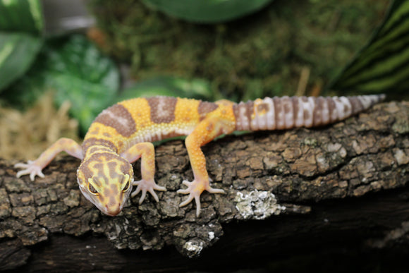 SUPER GIANT TREMPER MACHO ID : 15-9