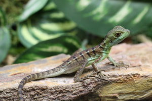 BASILISCO VERDE CHICOS