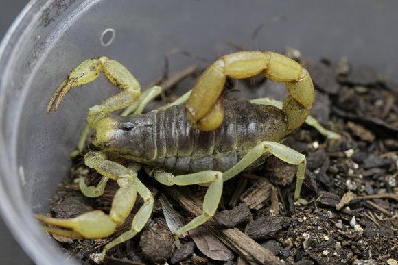 ESCORPION DE ARIZONA ( HADRURUS ARIZONENSIS)