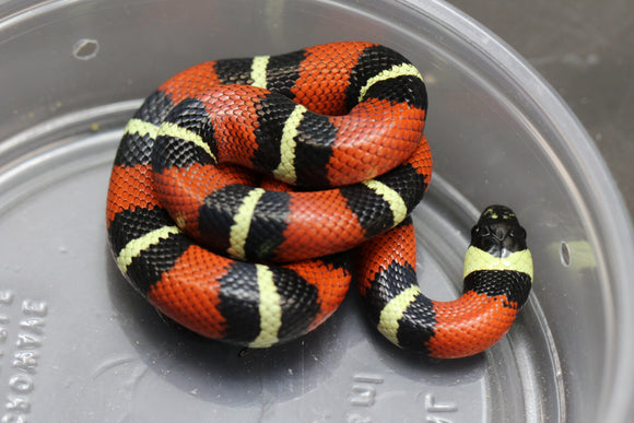 FALSA CORAL NELSON X PUEBLA HEMBRA ID : 67