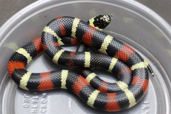 FALSA CORAL NELSON X PUEBLA MACHO ID : 71