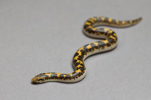 BOA KENYANA DE ARENA MACHO ID : 108