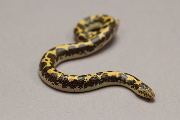BOA KENYANA DE ARENA HEMBRA ID : 109
