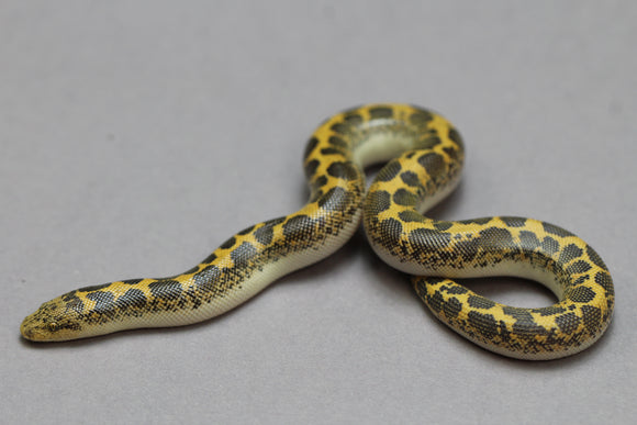 BOA KENYANA DE ARENA HEMBRA ID : 110