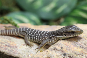 MONITOR SAVANA