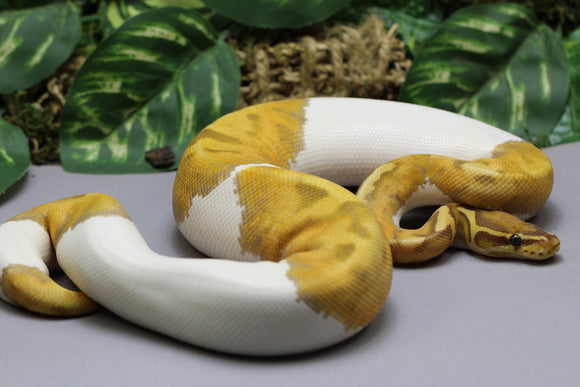 ULTRAMEL PIED HEMBRA ID : 15-3