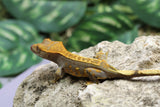 GECKO CRESTADO CAPUCCINO HEMBRA JUVENIL ID: 1-5
