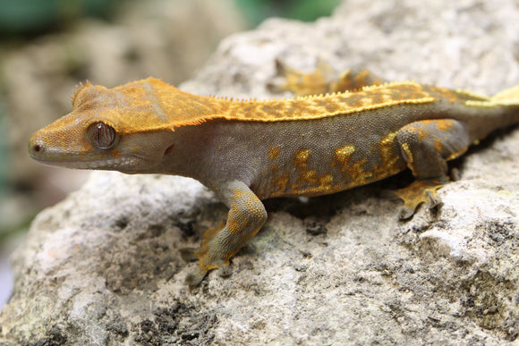 GECKO CRESTADO CAPUCCINO HEMBRA JUVENIL ID: 1-5