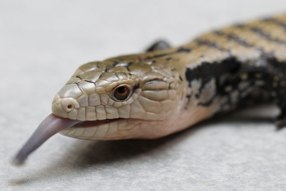 SKINK LENGUA AZUL CHICO