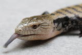 SKINK LENGUA AZUL CHICO