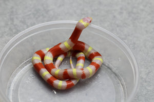 FALSA CORAL  ALBINA NELSON X PUEBLA HEMBRA ID : 46