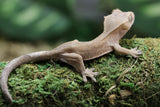 GECKO CRESTADO CAPPUCCINO SIN SEXAR  ID :  12-4
