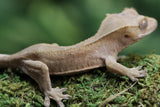 GECKO CRESTADO CAPPUCCINO SIN SEXAR  ID :  12-4