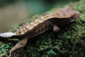 GECKO CRESTADO CAPPUCCINO SIN SEXAR  ID :  8-5
