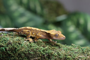 GECKO CRESTADO HARLEQUIN SIN SEXAR ID : 154