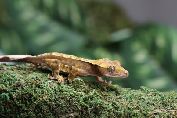 GECKO CRESTADO HARLEQUIN SIN SEXAR ID : 154
