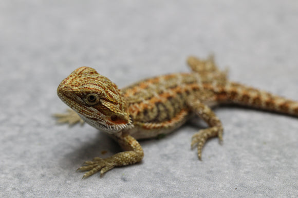 DRAGON BARBUDO 12-14 CMS