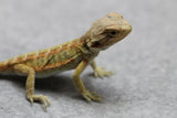 DRAGON BARBUDO 12-14 CMS