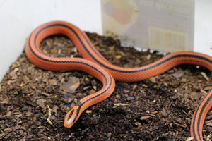 RATONERA BAMBOO COXI HEMBRA