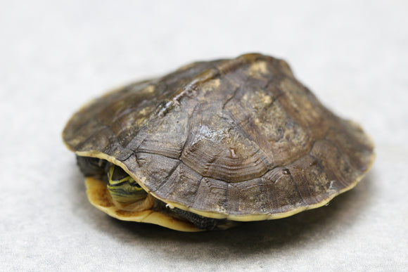 TORTUGA CAJA DE INDONESIA