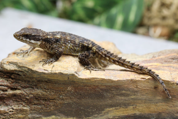 LAGARTO ARMADILLO