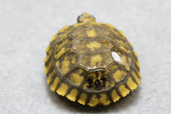 TORTUGA PATAS AMARILLAS HIGH YELLOW ID : 107