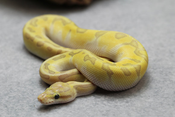 GHOST ENCHI PINSTRIPE MACHO ID : 3-2