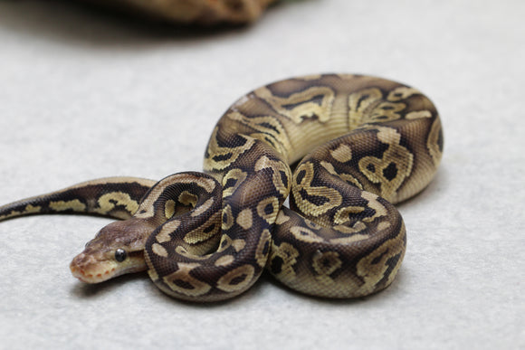 CHOCOLATE BLACK PEWTER DH CLOWN DESERT GHOST MACHO ID : 17-11