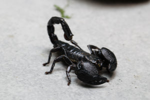 ESCORPION EMPERADOR ( PANDINUS IMPERATOR)