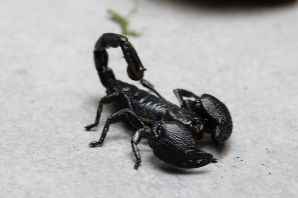 ESCORPION EMPERADOR ( PANDINUS IMPERATOR)