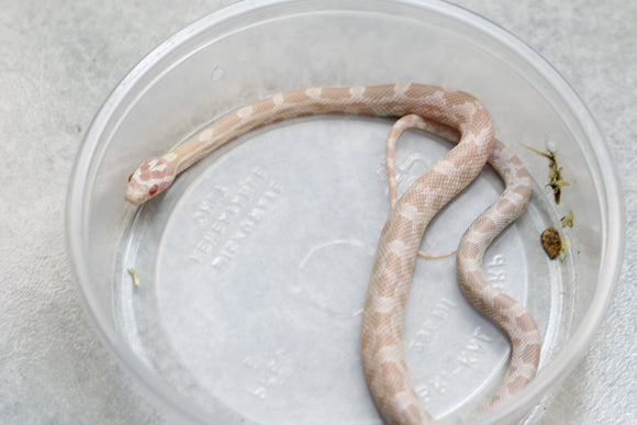 MAIZERA SNOW HEMBRA ID : 17
