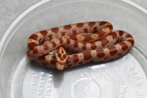 MAIZERA ALBINA HEMBRA ID : 14