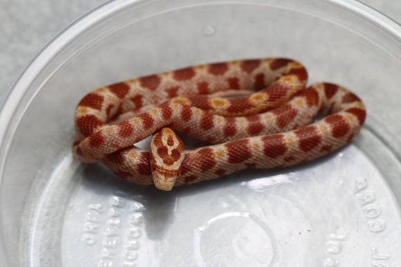 MAIZERA ALBINA HEMBRA ID : 14