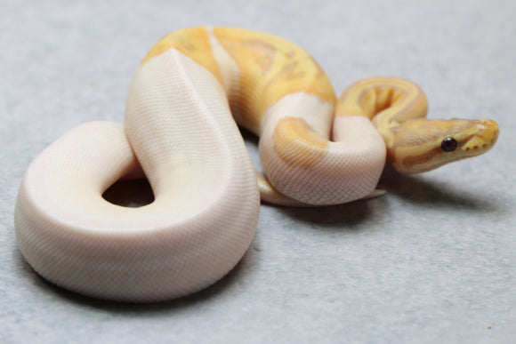 BANANA PIED HEMBRA ID : 12-5