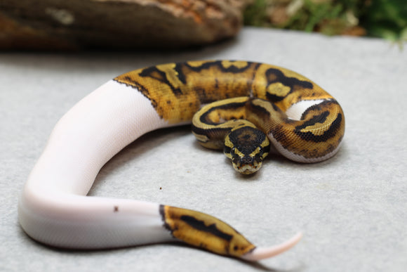 PIED HEMBRA ID : 14-11