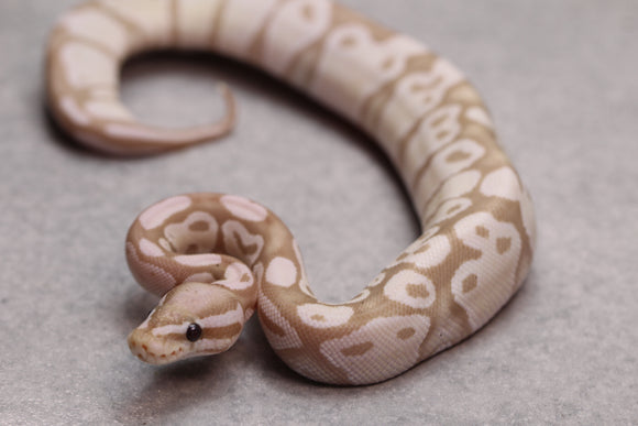 VPI AXANTHIC PASTEL BANANA HEMBRA ID : 9-16