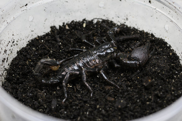 ESCORPION EMPERADOR  CON 1 TENAZA( PANDINUS IMPERATOR)