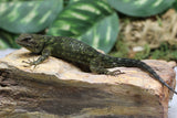 LAGARTO ESMERALDA VERDE