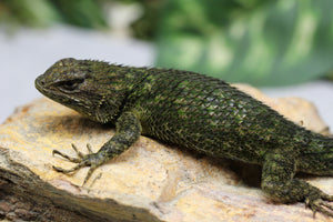 LAGARTO ESMERALDA VERDE