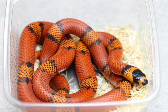 FALSA CORAL DE HONDURAS TANGERINE HEMBRA ID : 14-6