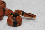 RATONERA BAMBOO PULCHER HEMBRA ID : 7-9