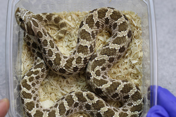 HOGGNOSE HEMBRA SUBADULTA  ID : 9-1