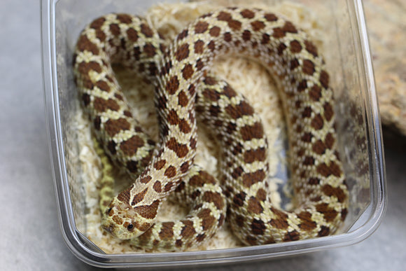 HOGGNOSE HEMBRA SUBADULTA  ID : 3-13