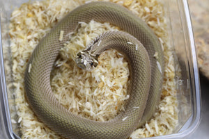 HOGGNOSE SUPERCONDA HEMBRA JUVENIL ID : 4-6