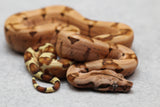 BOA KUBSCH PASTEL SUPER SALMON 66% DH ALBINO SQUARETAIL HEMBRA ID : 17-8